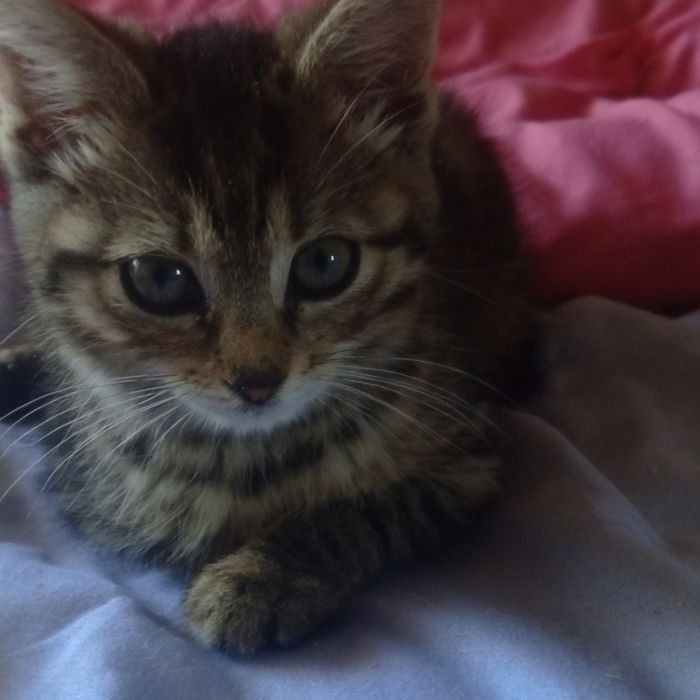 Кошенятко а любящие руки