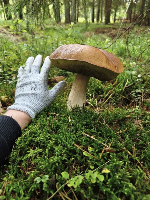 Świeze borowiki/ podgrzybki na sprzedaż pod zamówienie
