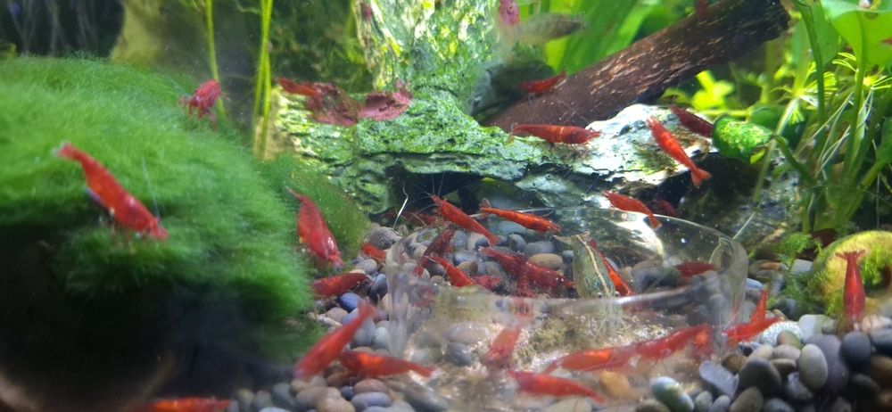 Krewetka Neocaridina  Bloody Mary