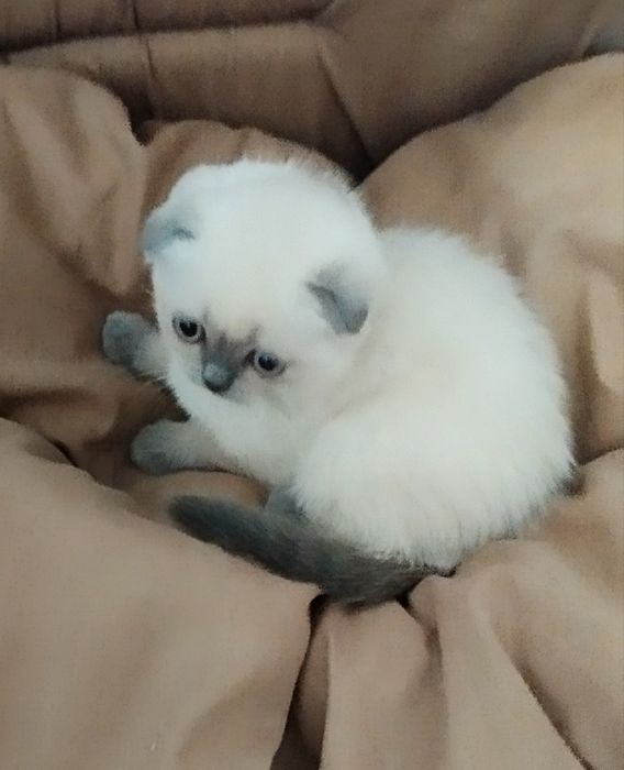 Шотландские скоттиш фолд и страйт девочки