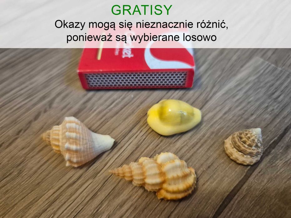 Nr19 Zestaw muszli - Murex Ramosus, Pink Murex +GRATIS