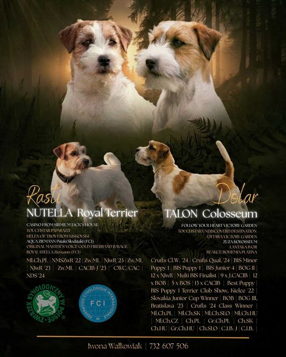 Jack Russell Terrier szorstkowłosy po championach ZKwP, FCI