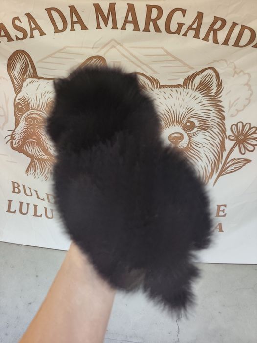 Spitz anão macho