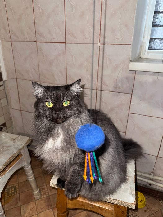 Шукаю добрих господарів для своєї киці