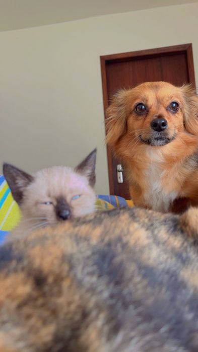 Gatinhos adoção responsável