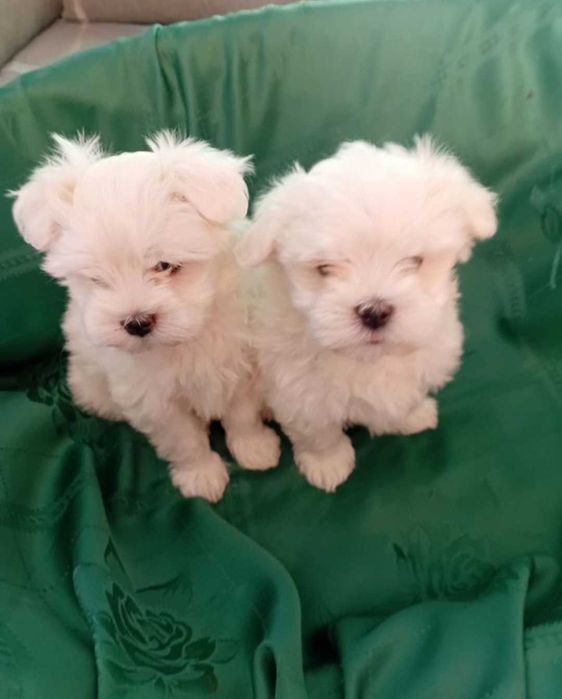 Maltańczyk Szczeniak