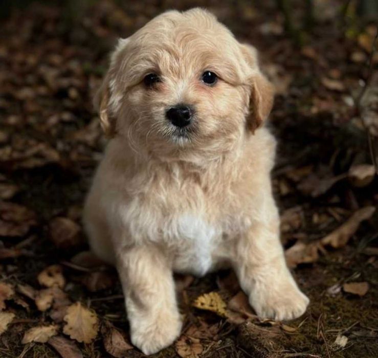 Обаяшка мальчик мальтипу.