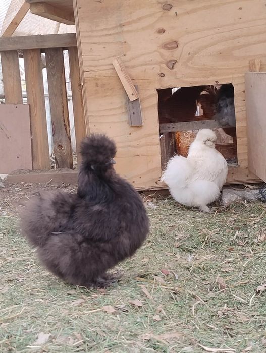 Jaja lęgowe silka ayam cemani blałoczub