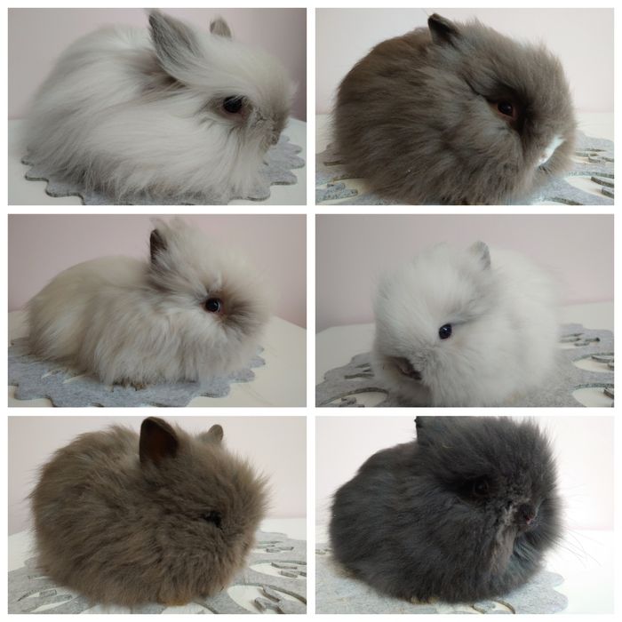 Króliki Karzełki Teddy