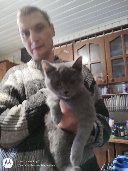 Британский котенок