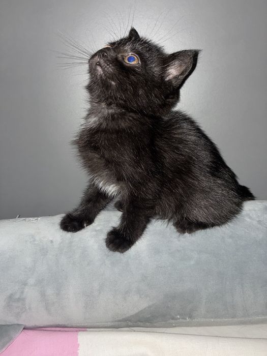 чорне  кошеня ( котик)
