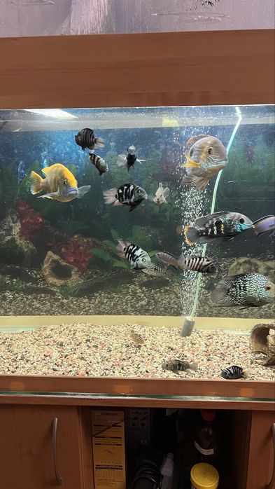 Продам аквариум с рыбами 200л.