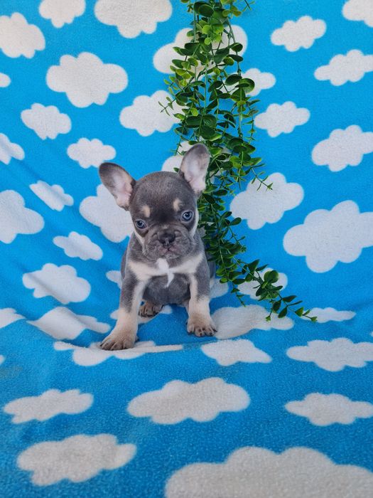 Estupenda menina blue Bulldog/Bouledog/Buldogue Francês de Qualidade