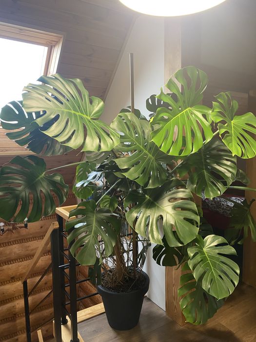 Monstera ponad 2 metry