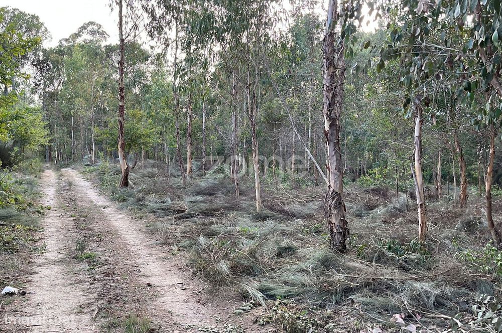 Terreno em Silgueiros para venda