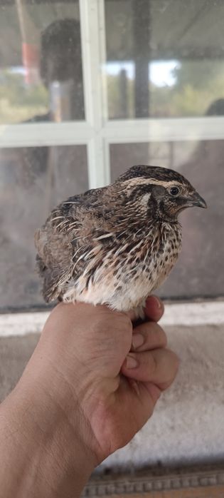 Ovos de codorniz