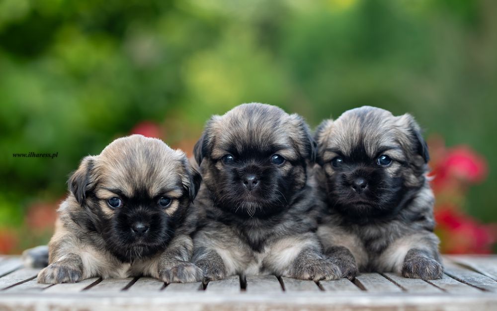 Spaniel Tybetański - śliczny piesek I AM BYTE Ilharess