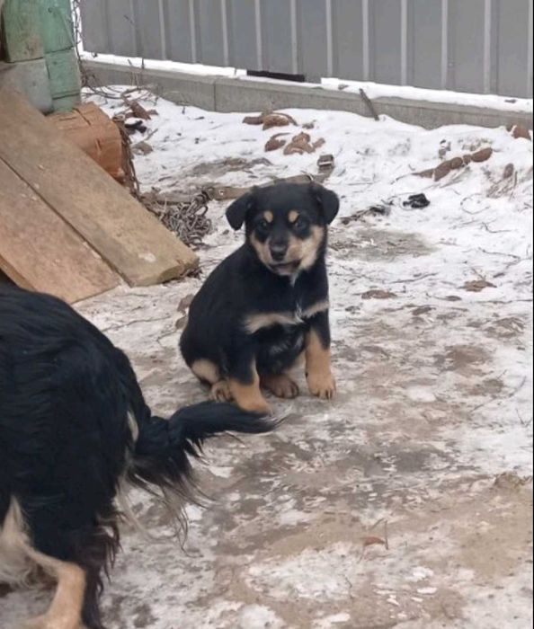 Цуценя дівчинка, 2 місяці.