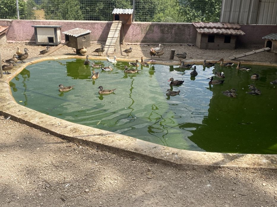 Vendo patos exoticos varias mutacoes