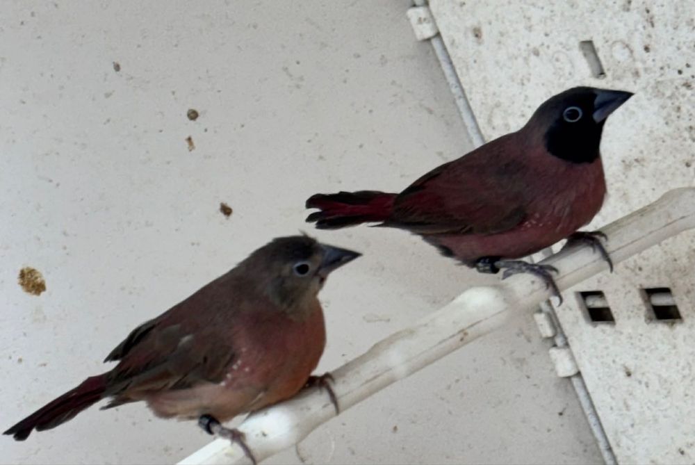 Varias aves para cedencia aves 2026