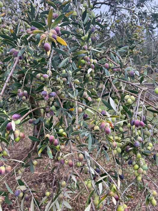 Vendo azeite caseiro virgem e Extra  virgem