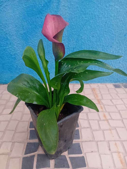 Lirio Calla Zantedeshia