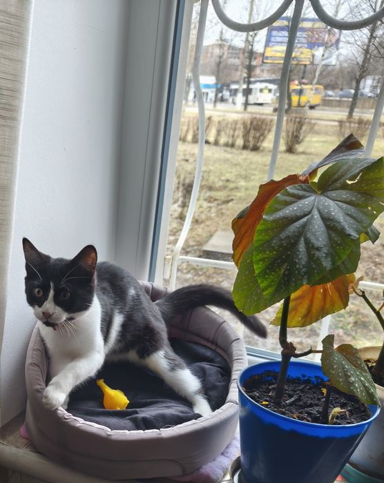 Отдаю кошку  бесплатно