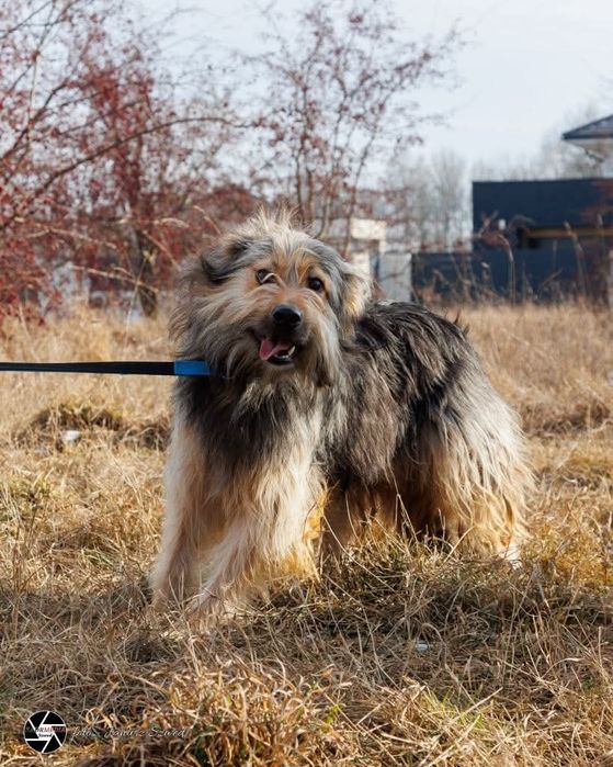 Wspaniały psiak Jantar szuka domu