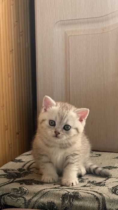 Чистокровний британець