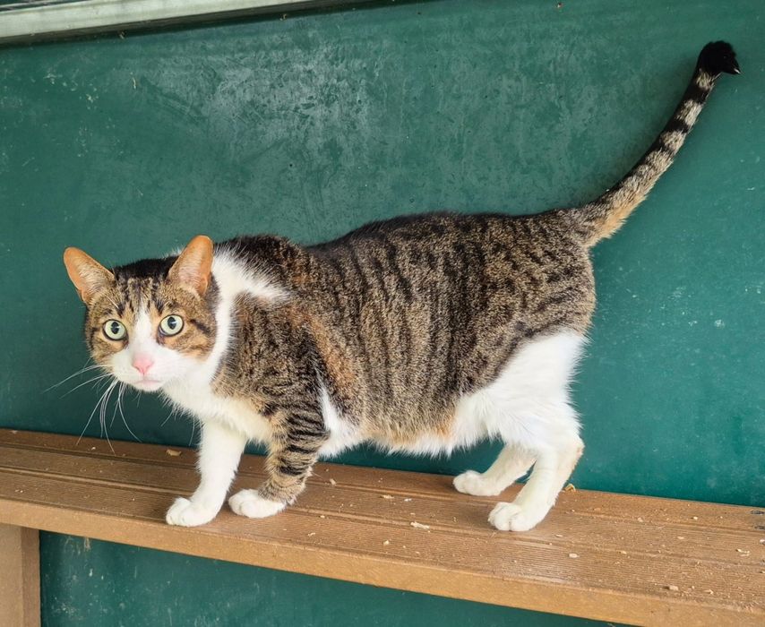 Para Adoção Responsável