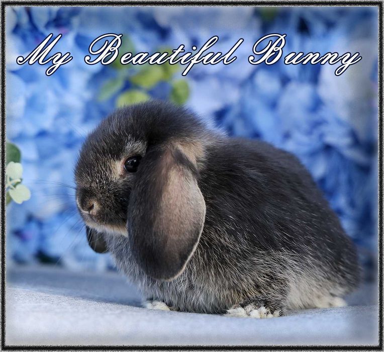 Młody Piękny Króliczek 100% Mini Lop - Black Otter