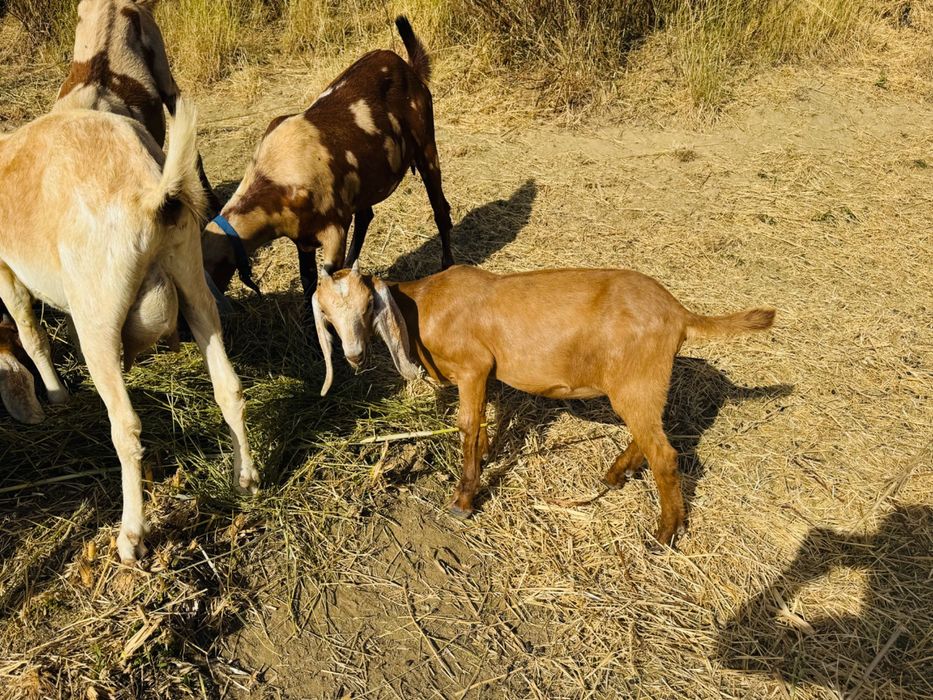Cabras fêmeas da raça anglo-nubiana