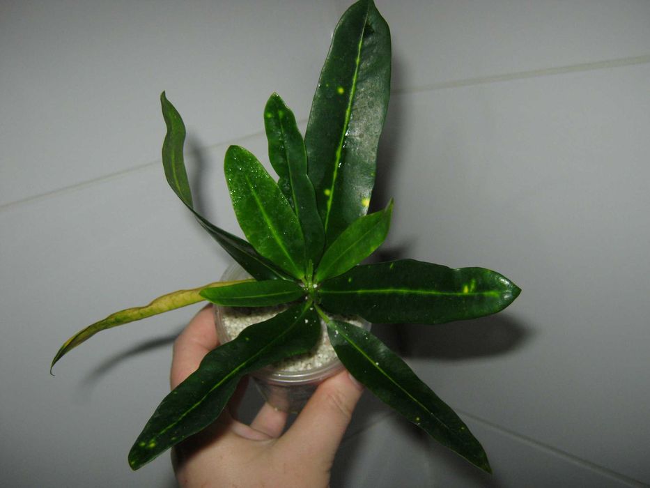 РАСПРОДАЖА все по150грн кротон филодендрон диффенбахия монстера