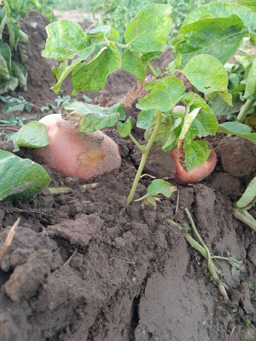 Ziemniaki Bellaroza Lili