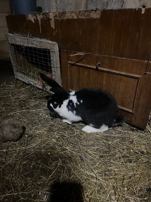 Продам кроликіів