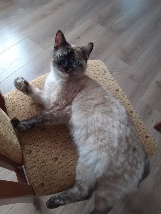 ZAGINĘŁA KOTKA! nagroda pieniężna