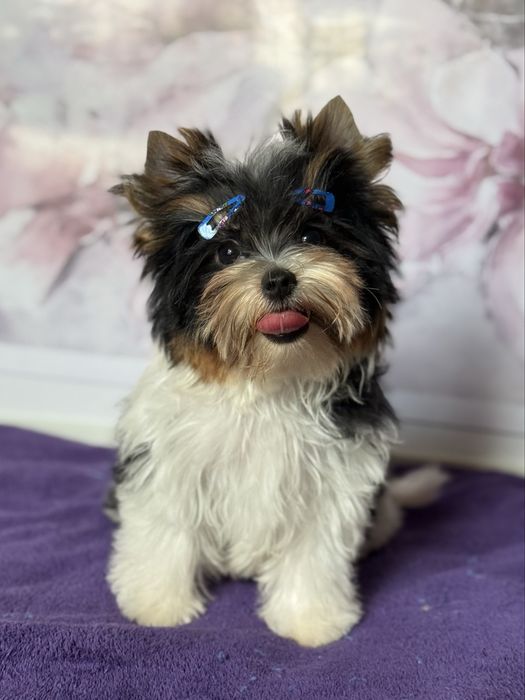 Бівер йорк хлопчик КСУ