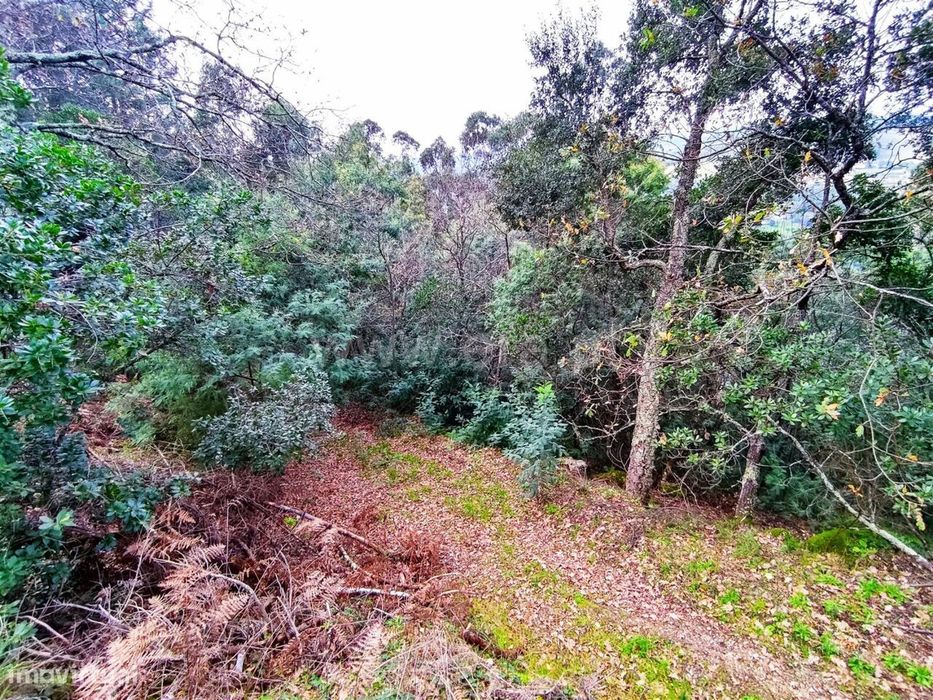 Terreno / Resende, Anreade e São Romão de Aregos