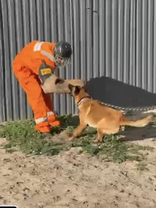Owczarek belgijski malinois samiec
