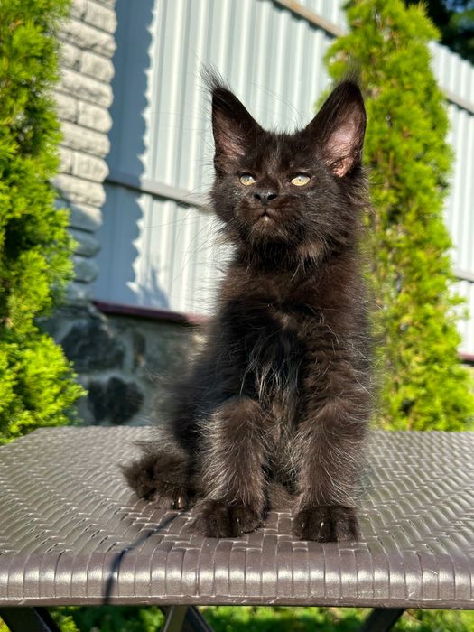 Zura-Kotka Maine Coon