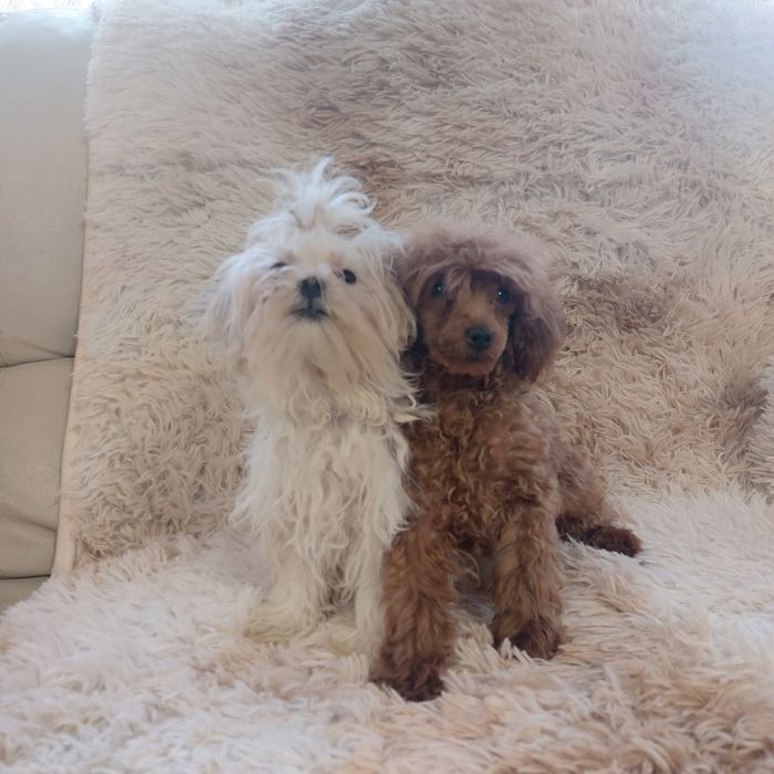 Мини песики мальтезе и пудель