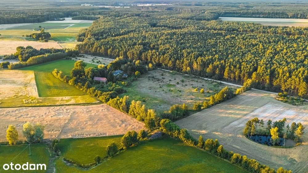 Widok na las, 5 min od miasta - Widok 2