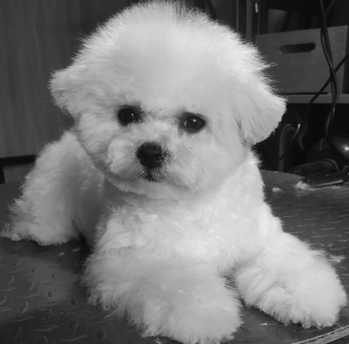 Бишон фризе, прекрасные детки.