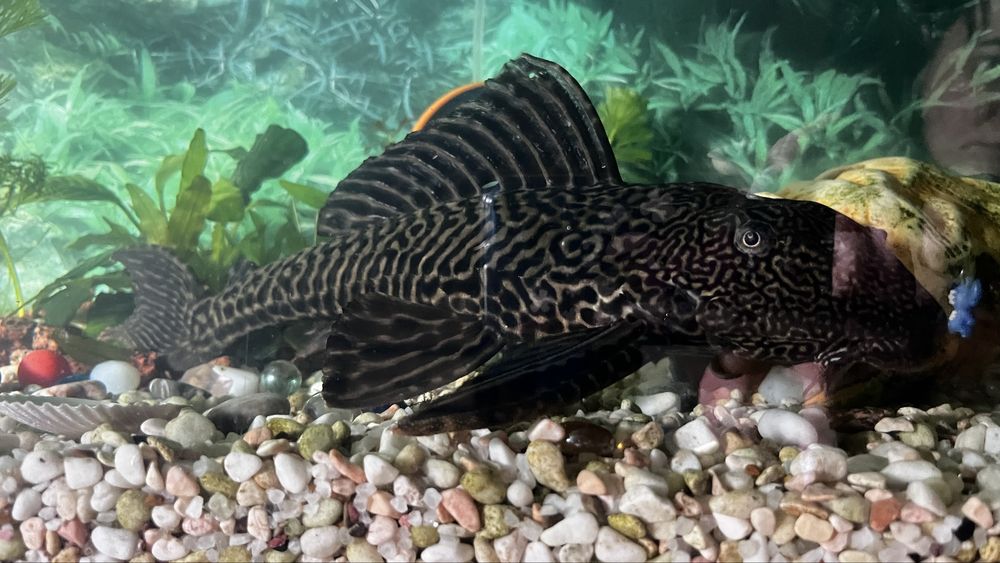 Великі анциструси– 32 см з хвостом, здорові