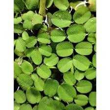 Salvinia Auriculata – Planta aquática