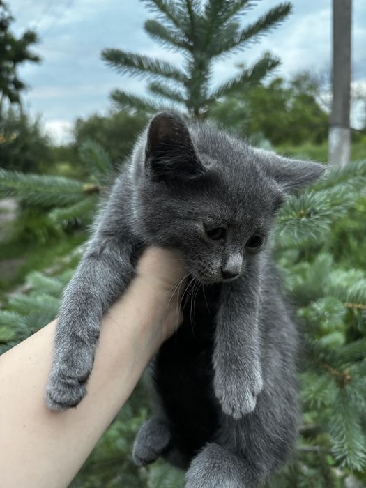 Продам кошеня 100 грн