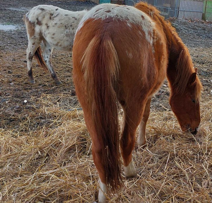 Ogierek tinker i miks