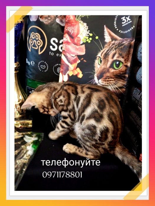 Чистокровна дівчинка бенгалочка з гарним леопардовим візерунком