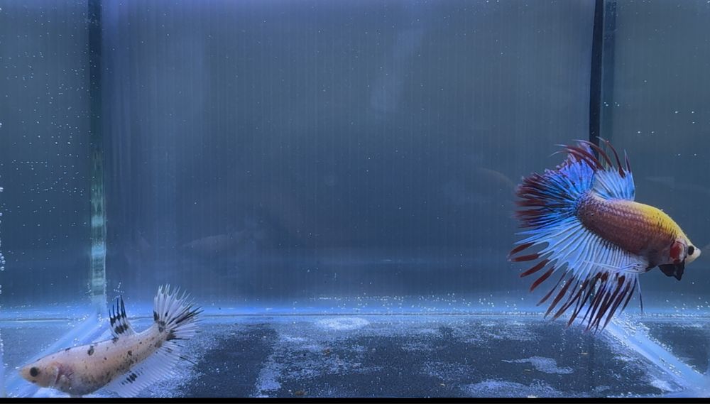 Casal Betta Marble Fancy Crowntail