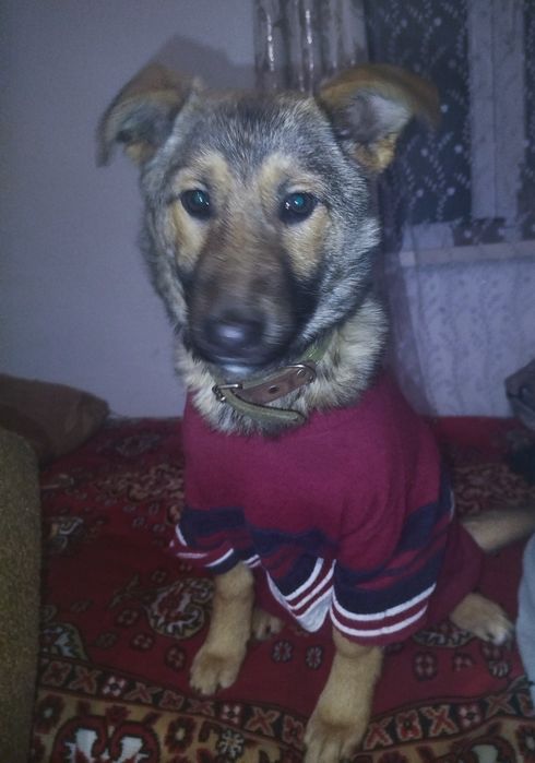 Віддам в добрі руки собачку дівчинку